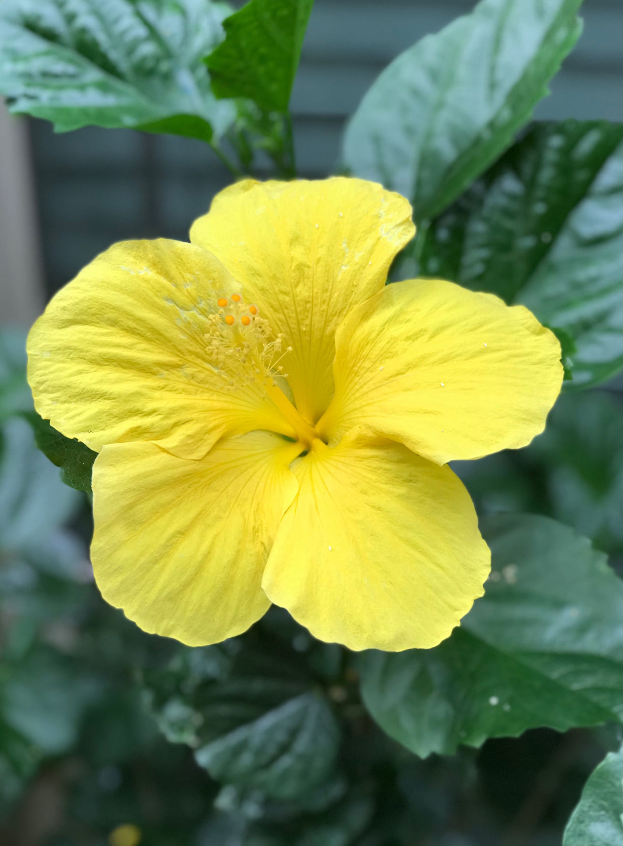Hibiscus
